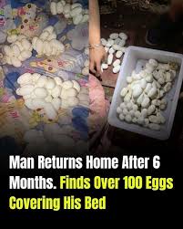 I Came Home Exhausted and Found Strange Objects That Turned Out to Be Lizard Eggs