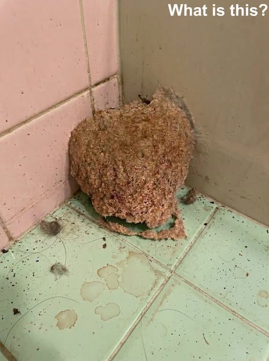 We Returned From Vacation and Found Something Strange Waiting in Our Bathroom