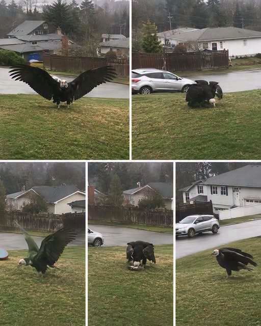 Giant Eagle captured in Bro… see more..